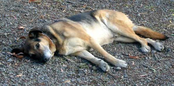 old_dogsnoozing2
